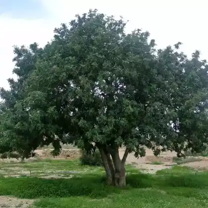 Foto von Johannisbrotbaum (Ceratonia siliqua)