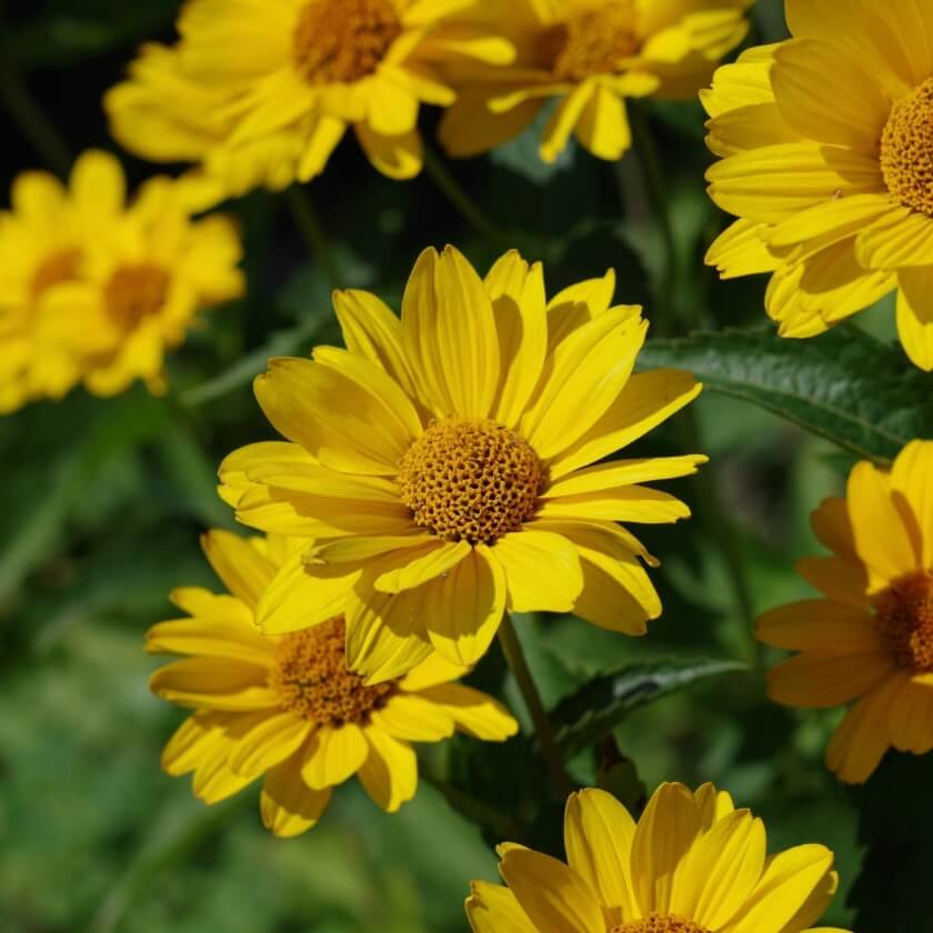 GartenSonnenauge / Heliopsis helianthoides