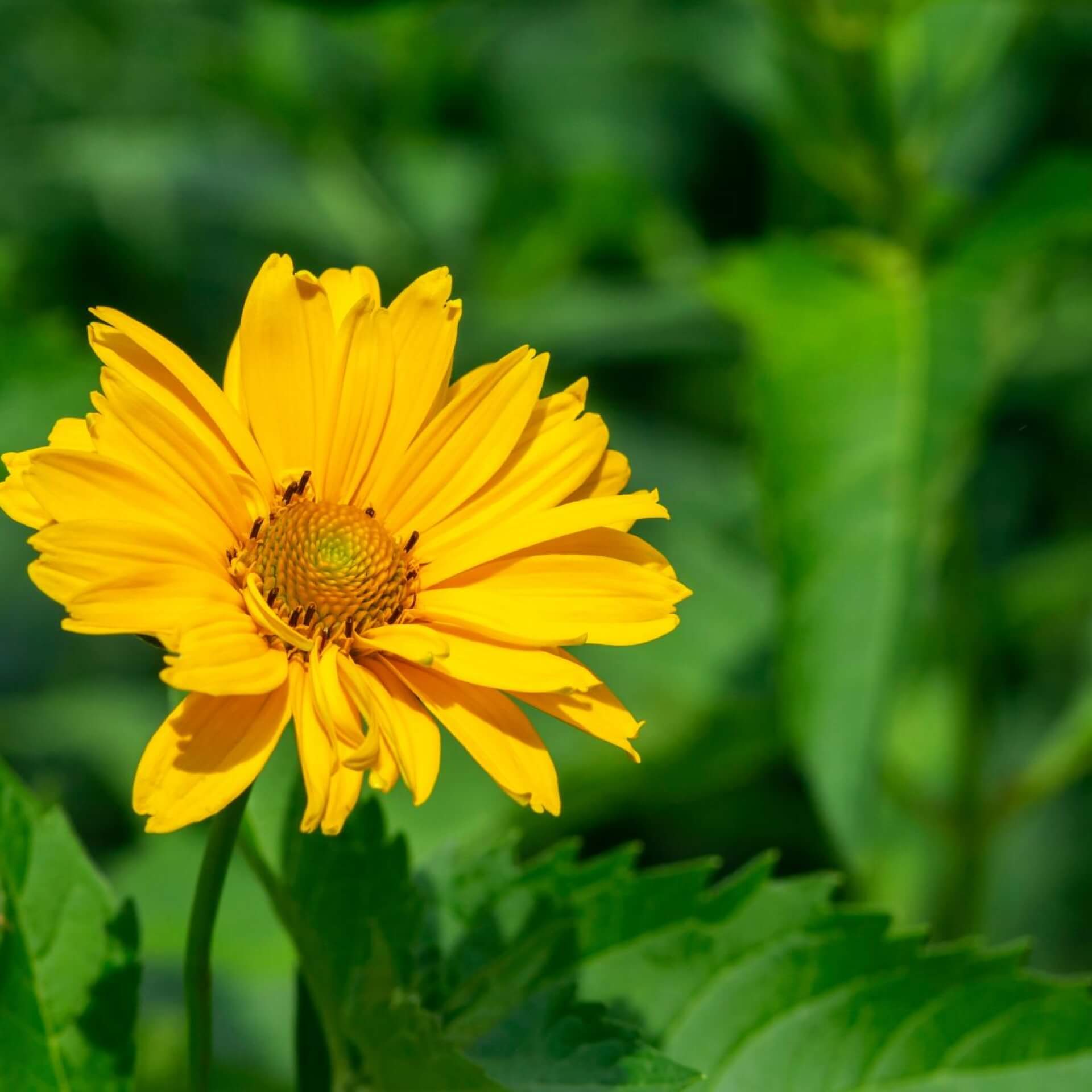 Garten-Sonnenauge (Heliopsis helianthoides)