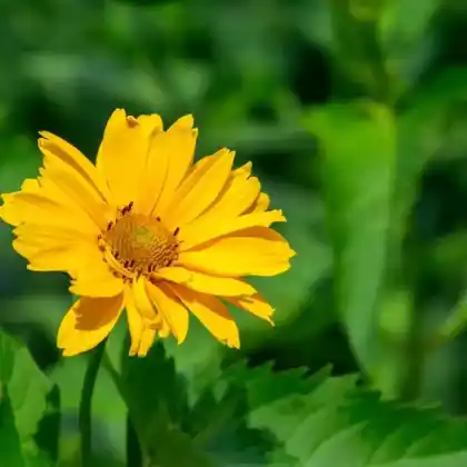 Foto von Garten-Sonnenauge (Heliopsis helianthoides)