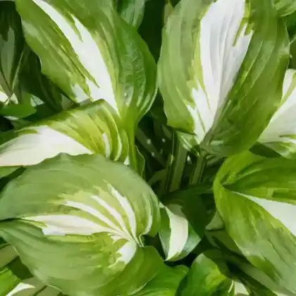 Foto von Schneefeder-Funkie (Hosta undulata)