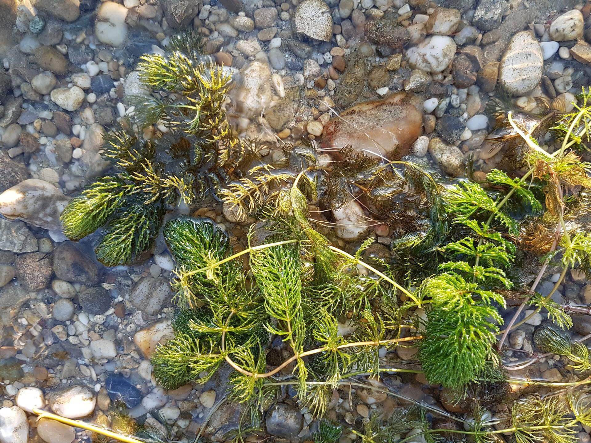 59+ Gemeines Hornblatt Teich, Das raue hornblatt (ceratophyllum