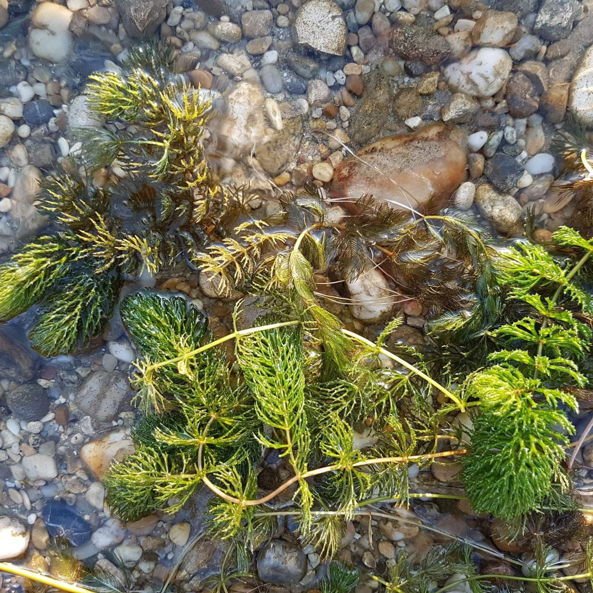 Raues Hornblatt (Ceratophyllum demersum)