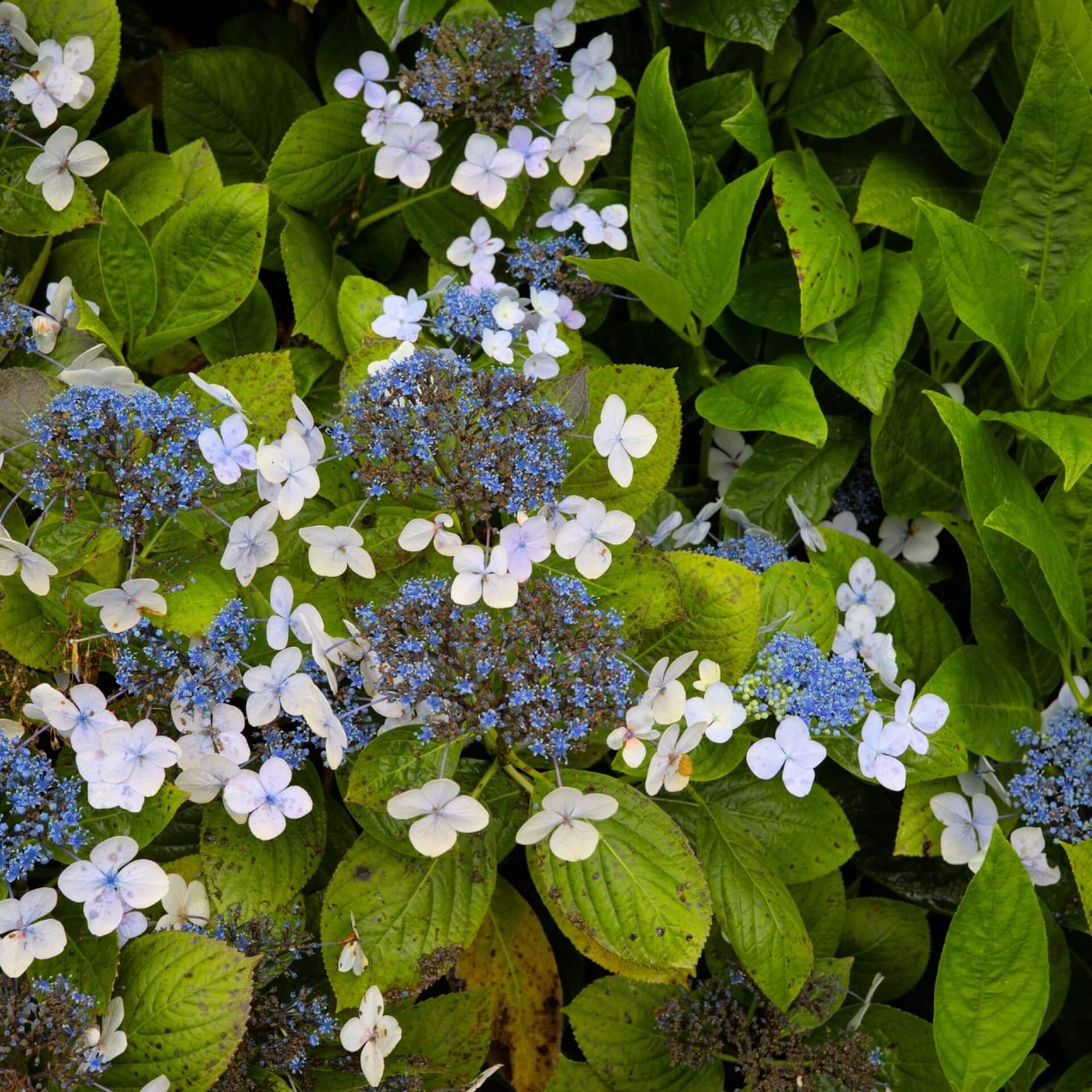 Japanische Berghortensie (Hydrangea serrata)