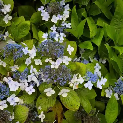 Foto von Japanische Berghortensie (Hydrangea serrata)