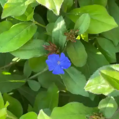 Foto von Chinesische Bleiwurz (Ceratostigma plumbaginoides)