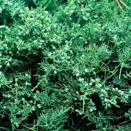 Foto von Virginischer Wacholder (Juniperus virginiana)