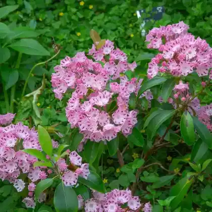 Foto von Breitblättrige Lorbeerrose 'Moyland' (Kalmia latifolia 'Moyland')