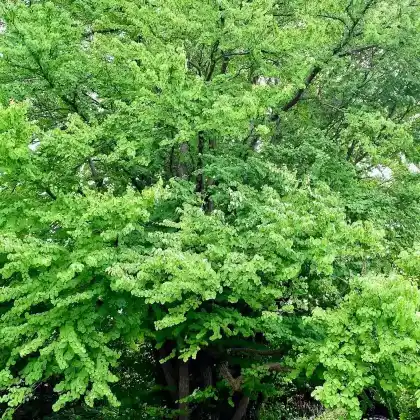 Foto von Lebkuchenbaum (Cercidiphyllum japonicum)