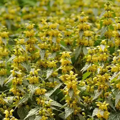 Foto von Gewöhnliche Goldnessel 'Hermanns Pride' (Lamium galeobdolon 'Hermanns Pride')