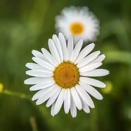 Foto von Großblumige Margerite (Leucanthemum x superbum)