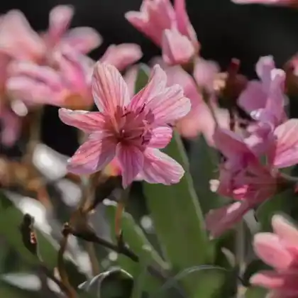 Foto von Bitterwurz (Lewisia longipetala)