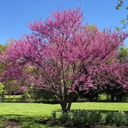 Foto von Kanadischer Judasbaum (Cercis canadensis)