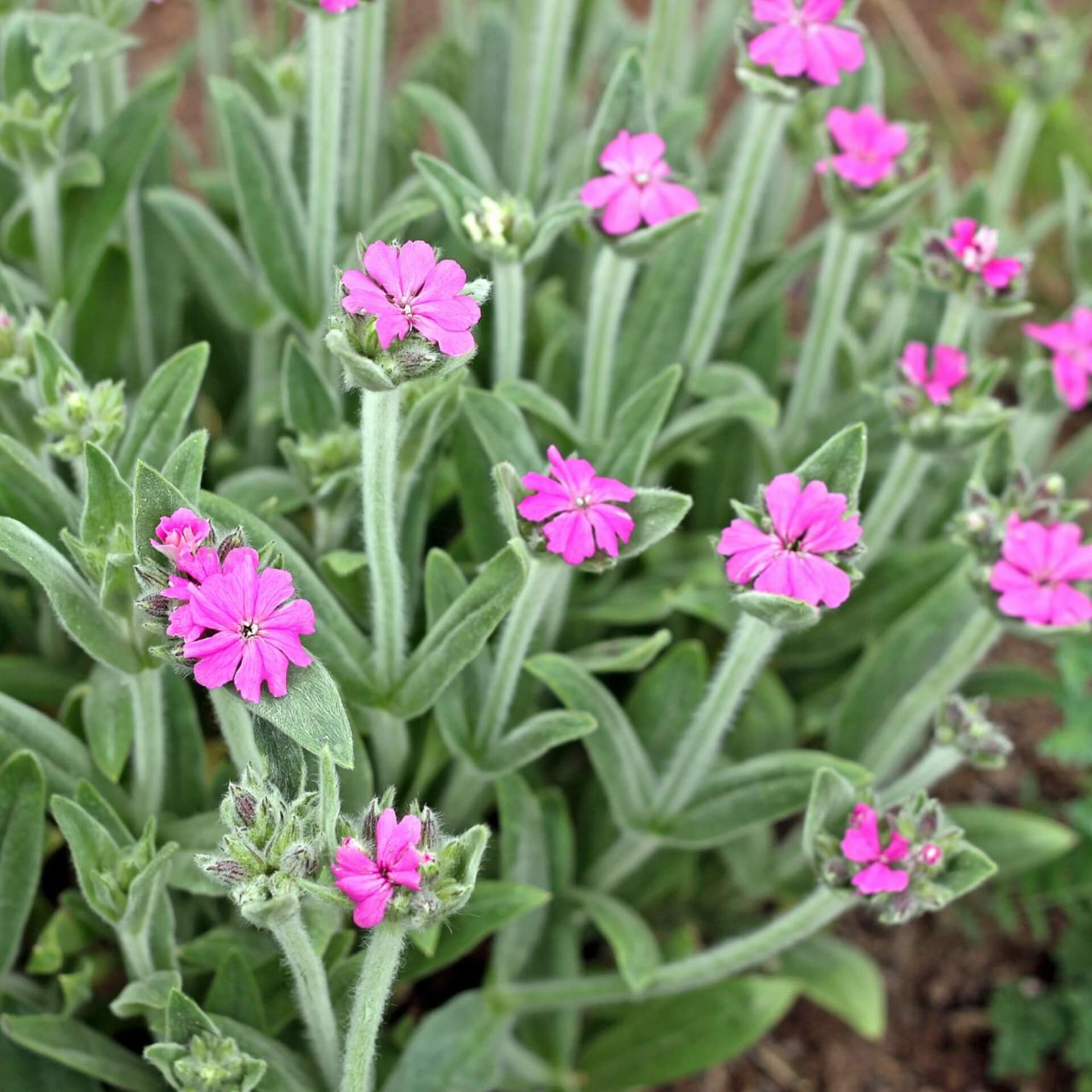 Jupiternelke (Lychnis flos-jovis)