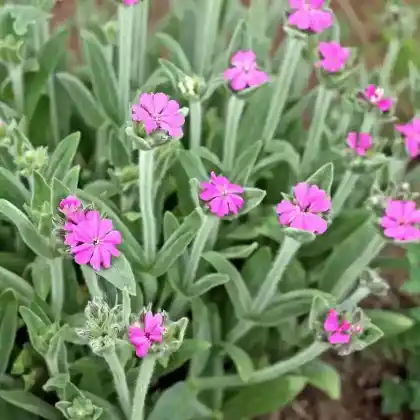Foto von Jupiternelke (Lychnis flos-jovis)