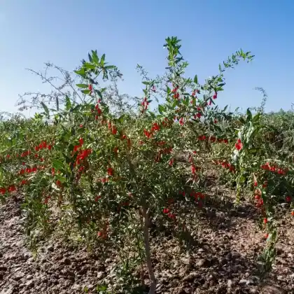 Foto von Gojibeere (Lycium chinense)