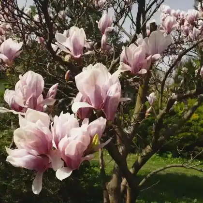 Foto von Tulpenmagnolie (Magnolia soulangiana)