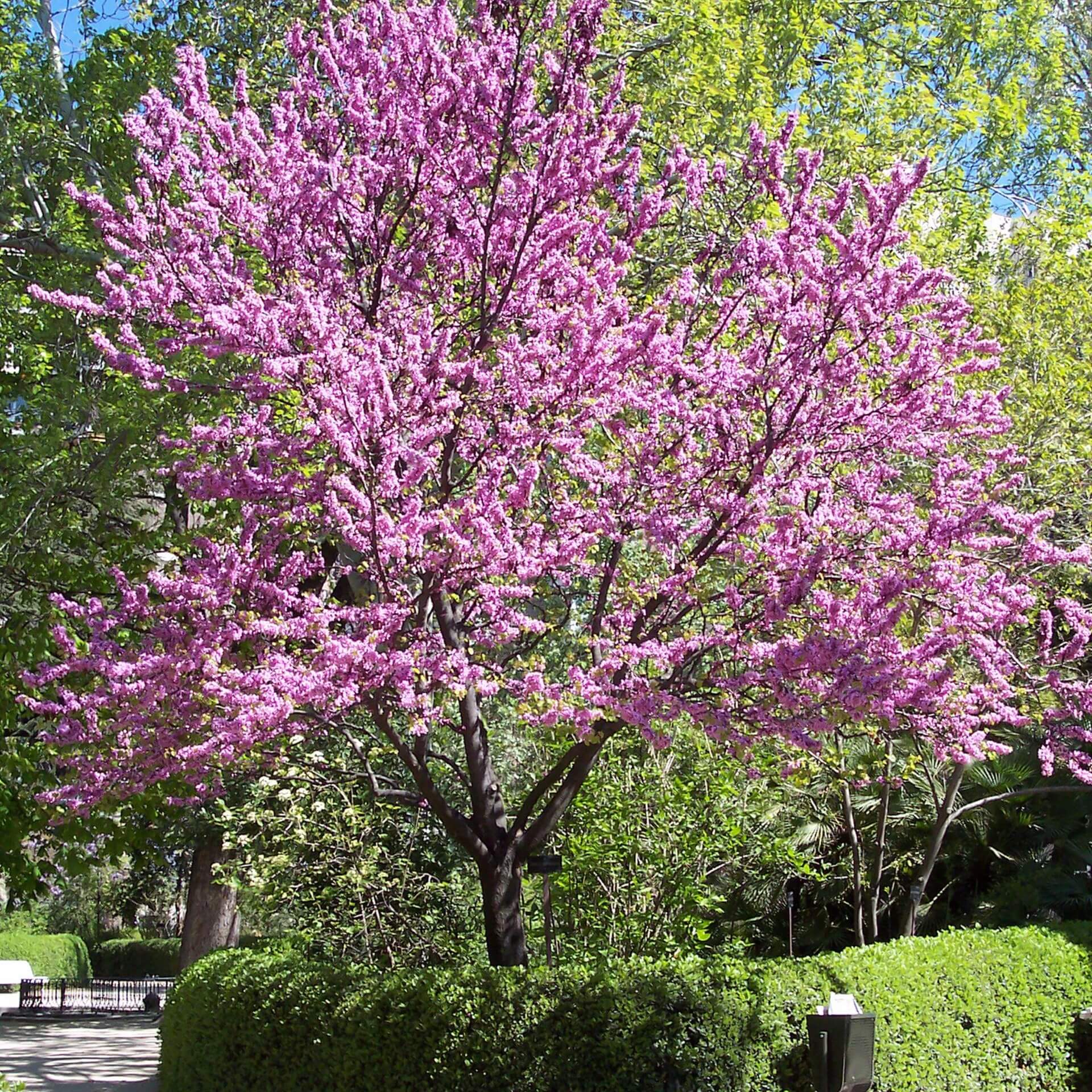 Chinesischer Judasbaum (Cercis chinensis)