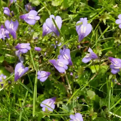 Foto von Lippenmäulchen (Mazus reptans)