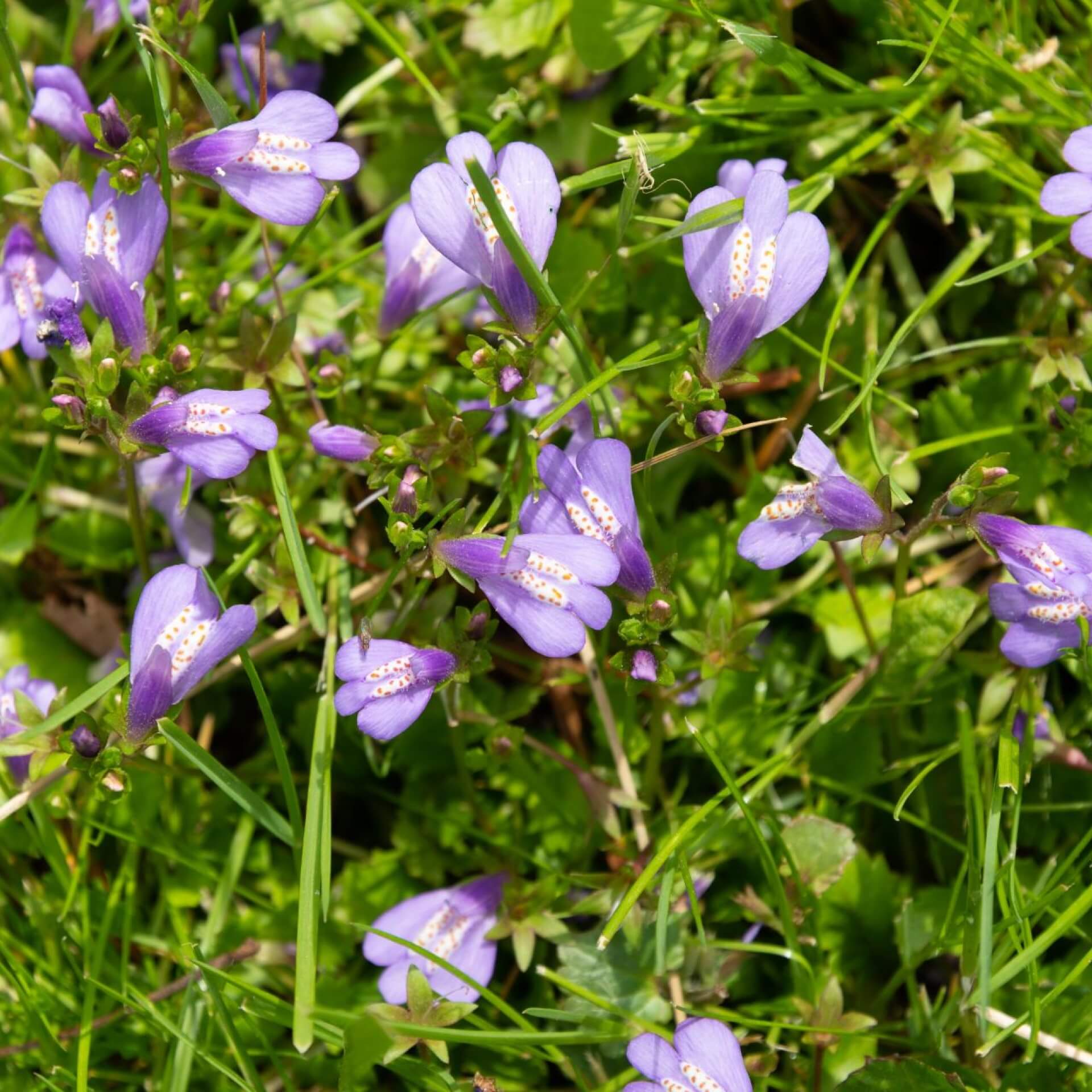 Lippenmäulchen / Mazus reptans