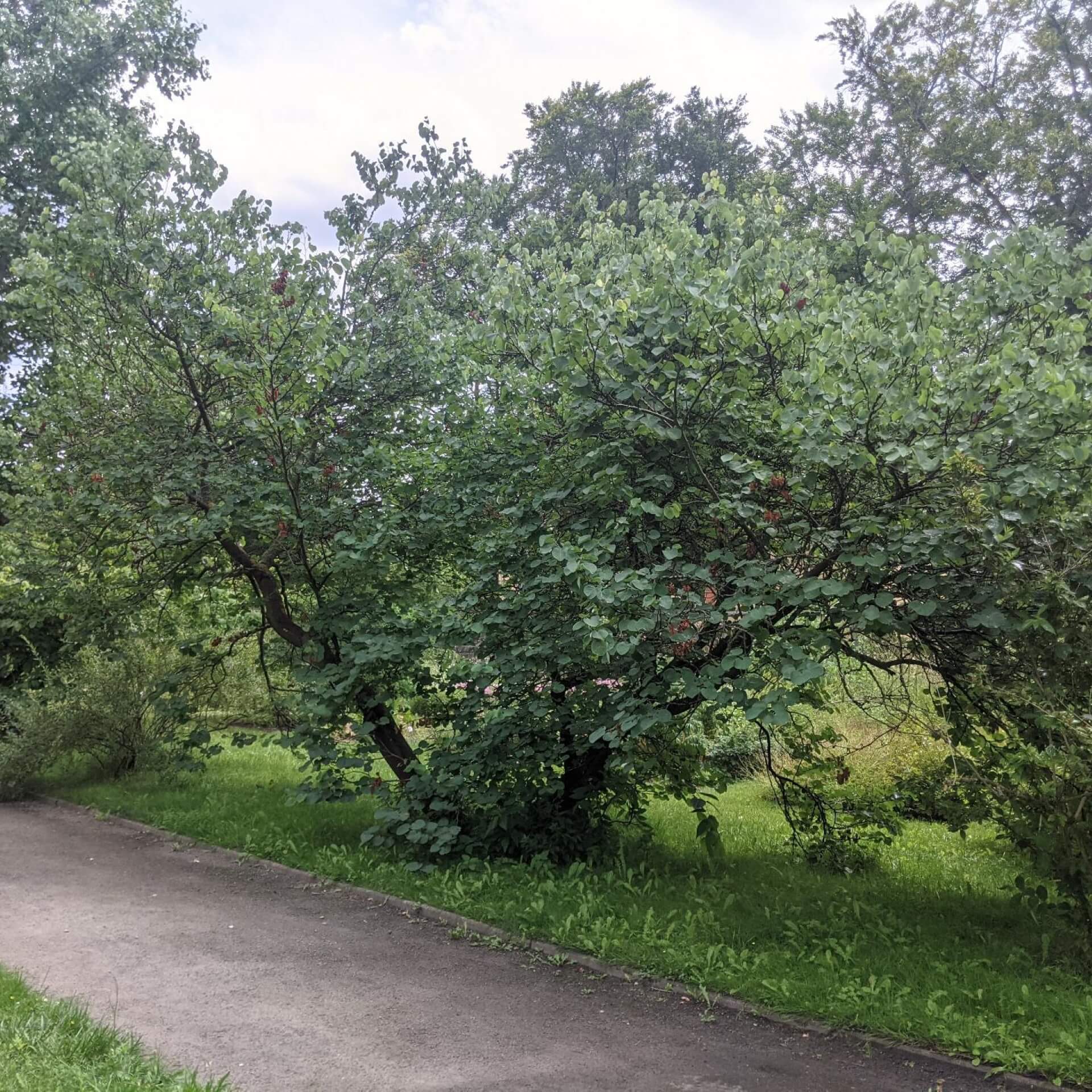 Gewöhnlicher Judasbaum (Cercis siliquastrum)