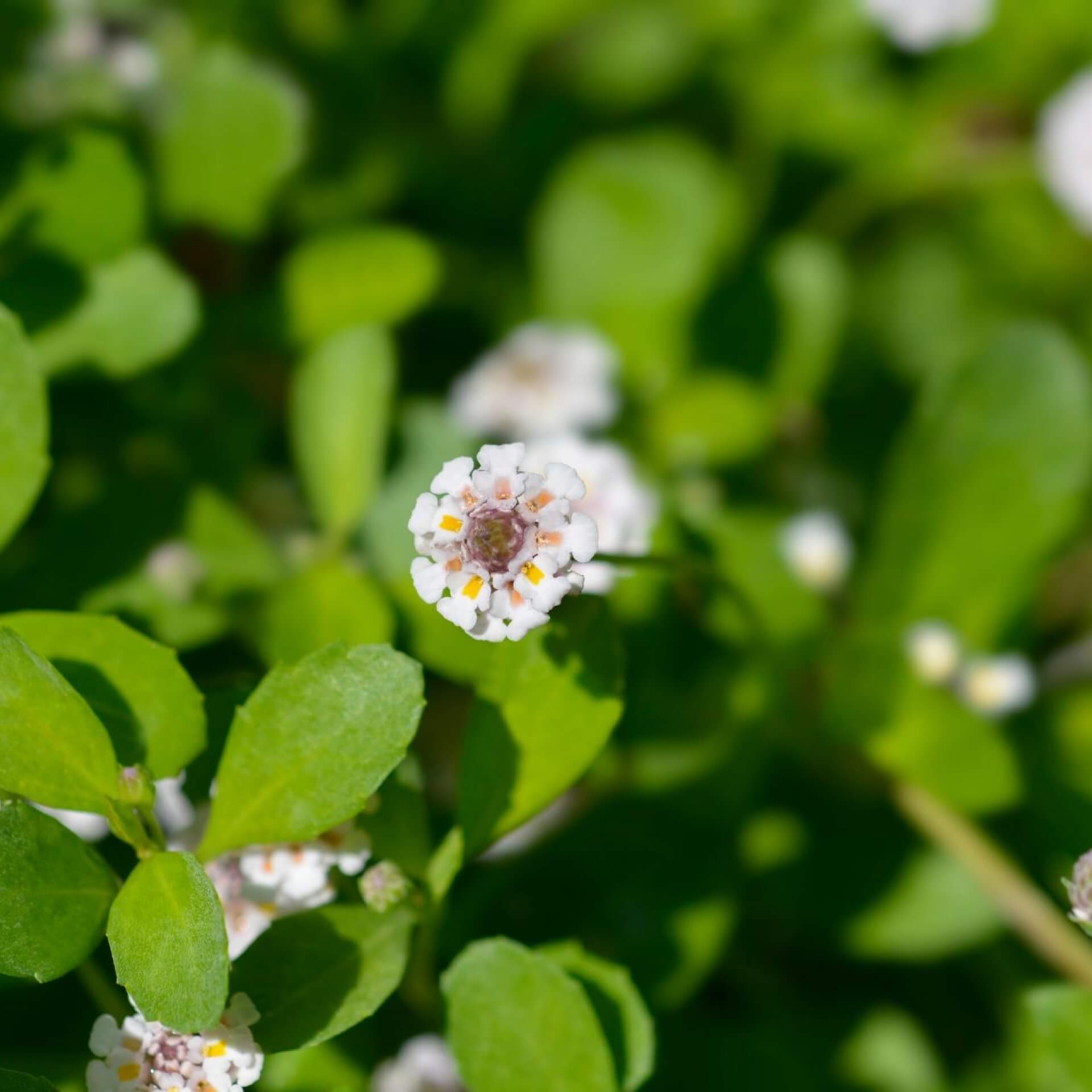 Teppichverbene (Phyla nodiflora)