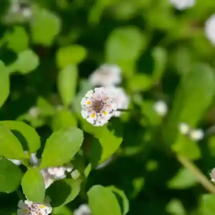 Foto von Teppichverbene (Phyla nodiflora)