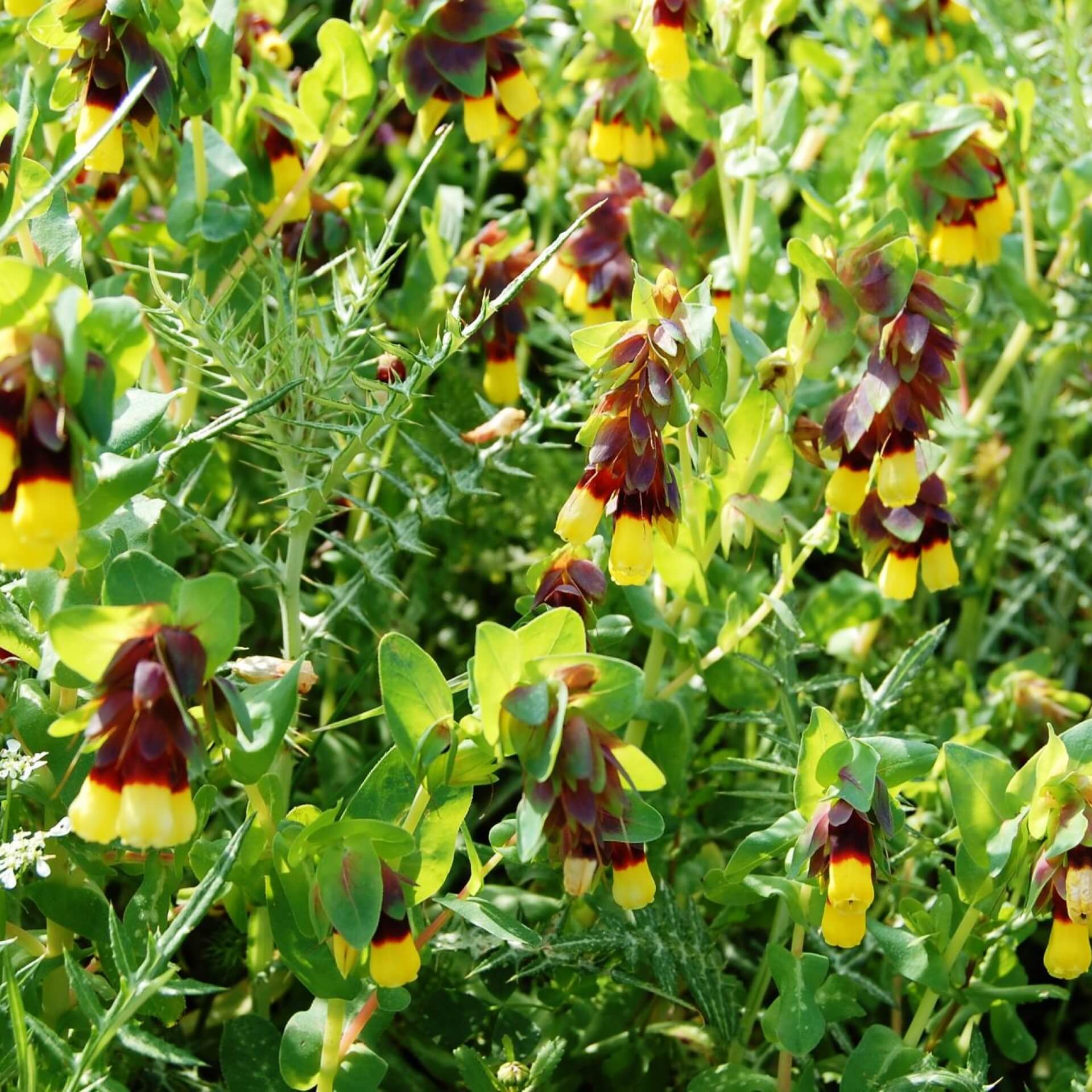 Große Wachsblume (Cerinthe major)