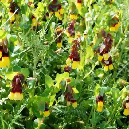 Foto von Große Wachsblume (Cerinthe major)