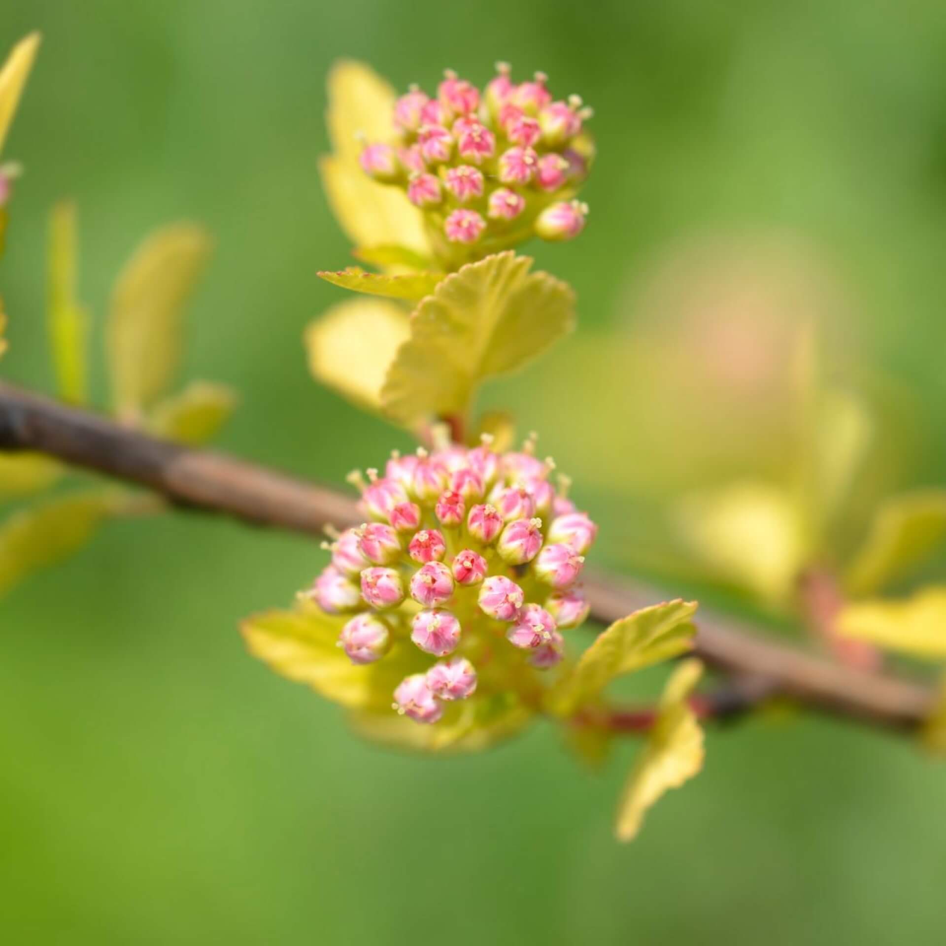 Schneeballblättrige Blasenspiere  'Tiny Wine' (Physocarpus opulifolius 'Tiny Wine')