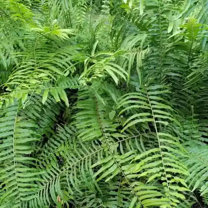 Foto von Amerikanischer Weihnachtsfarn (Polystichum acrostichoides)