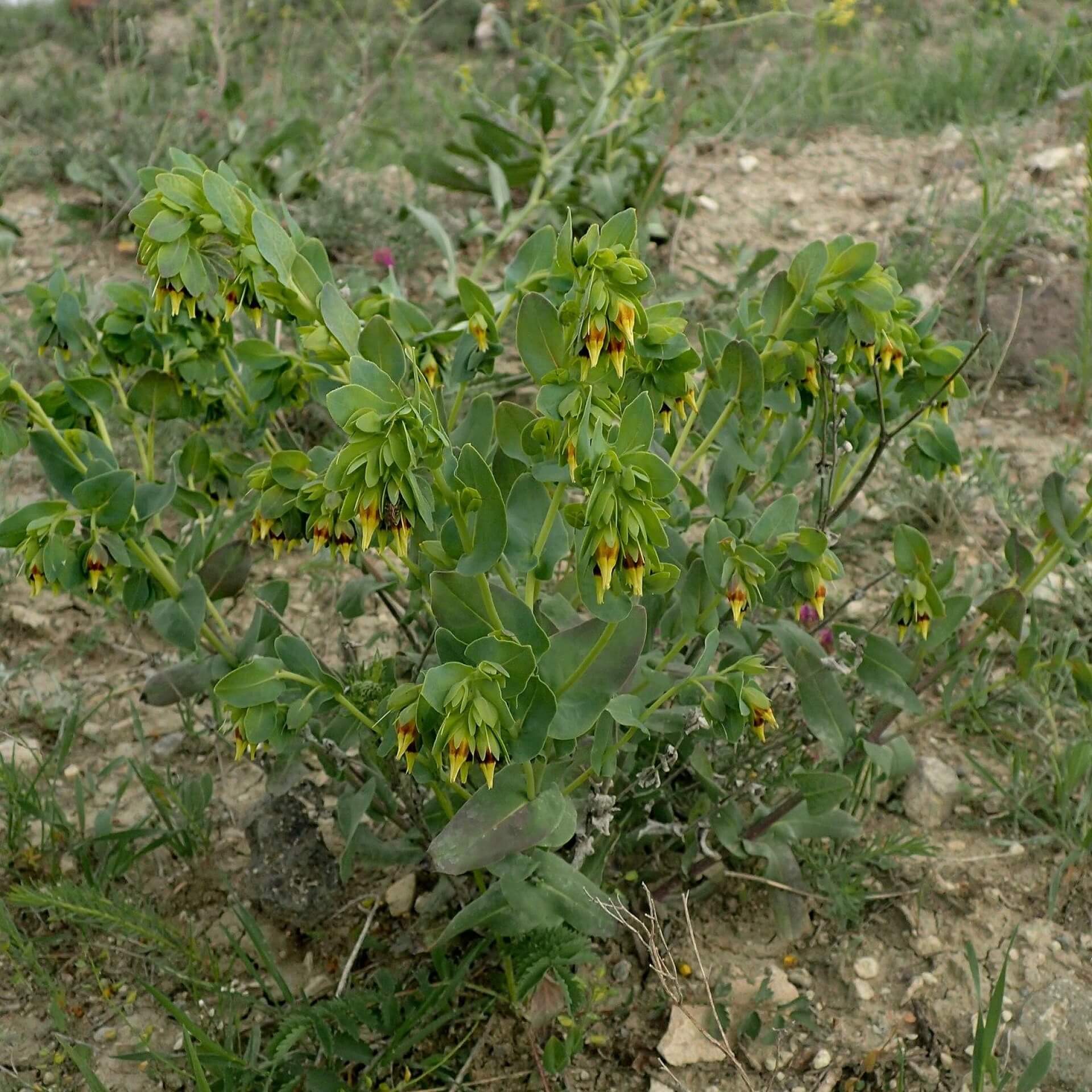 Kleine Wachsblume (Cerinthe minor)