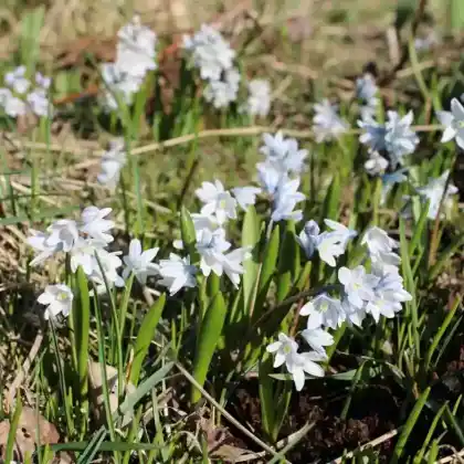 Foto von Puschkinie (Puschkinia scilloides var. libanotica)