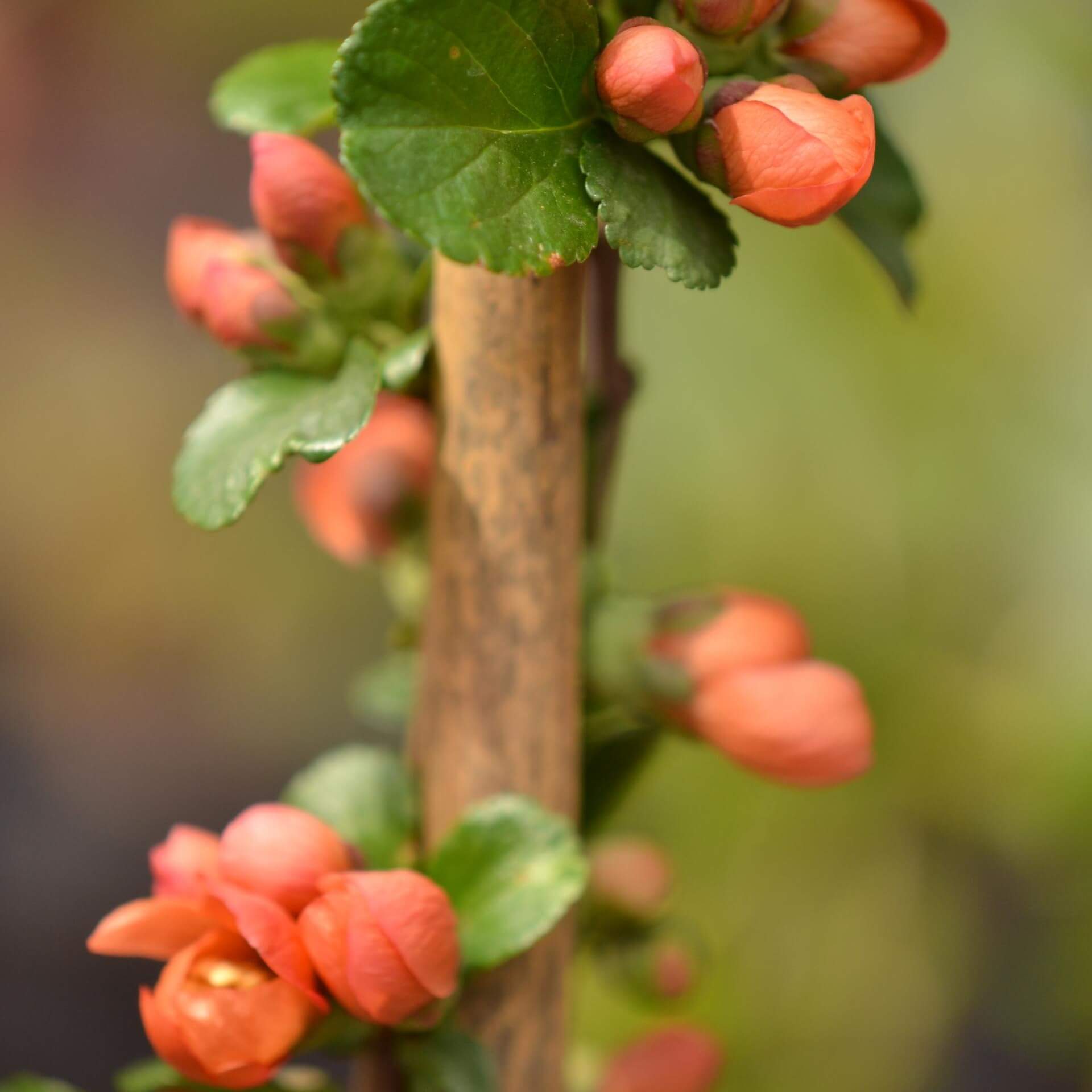 Zierquitte 'Cido' (Chaenomeles 'Cido')