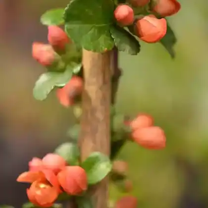 Foto von Zierquitte 'Cido' (Chaenomeles 'Cido')