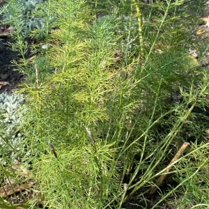 Adonis vernalis