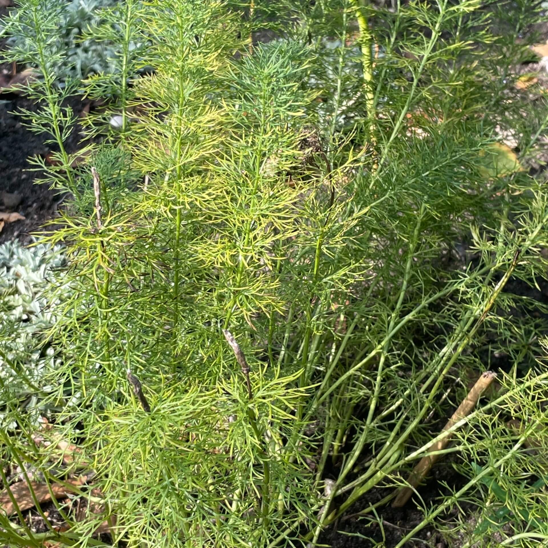 Frühlings-Adonisröschen (Adonis vernalis)