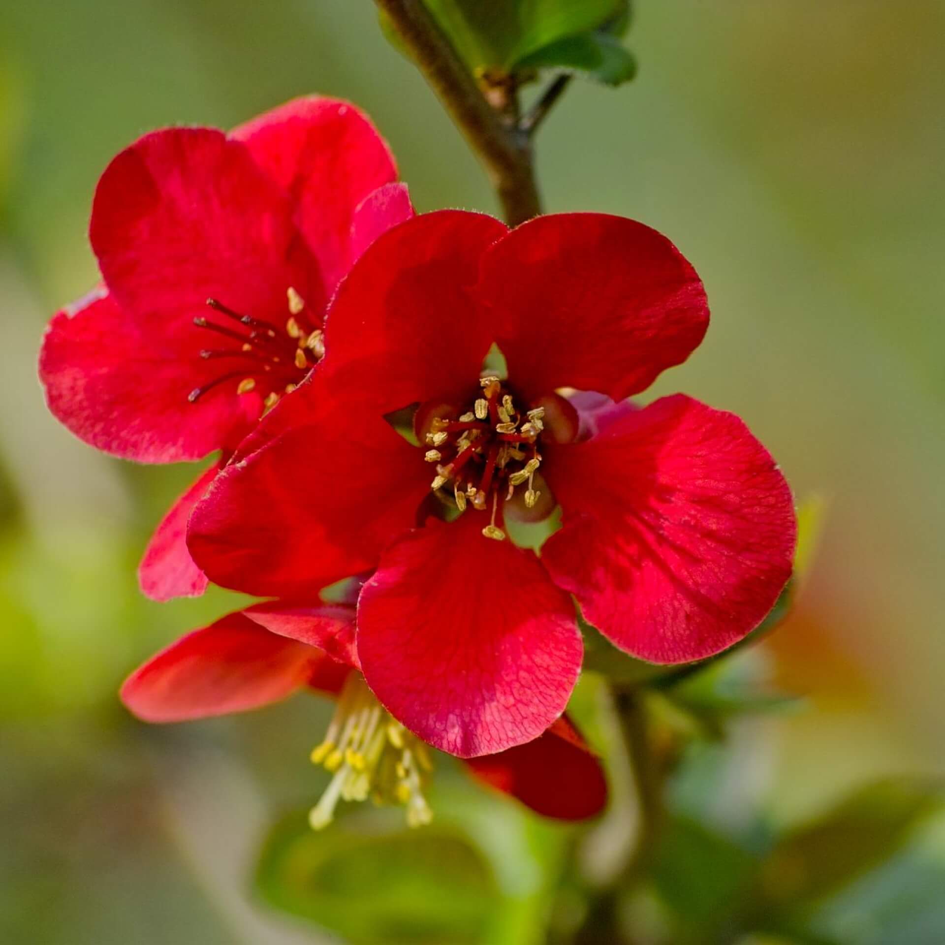 Zierquitte 'Crimson and Gold' (Chaenomeles 'Crimson and Gold')