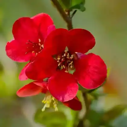 Foto von Zierquitte 'Crimson and Gold' (Chaenomeles 'Crimson and Gold')