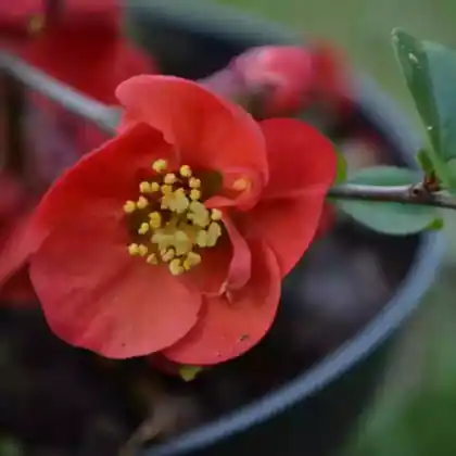 Foto von Zierquitte 'Elly Mossel' (Chaenomeles 'Elly Mossel')