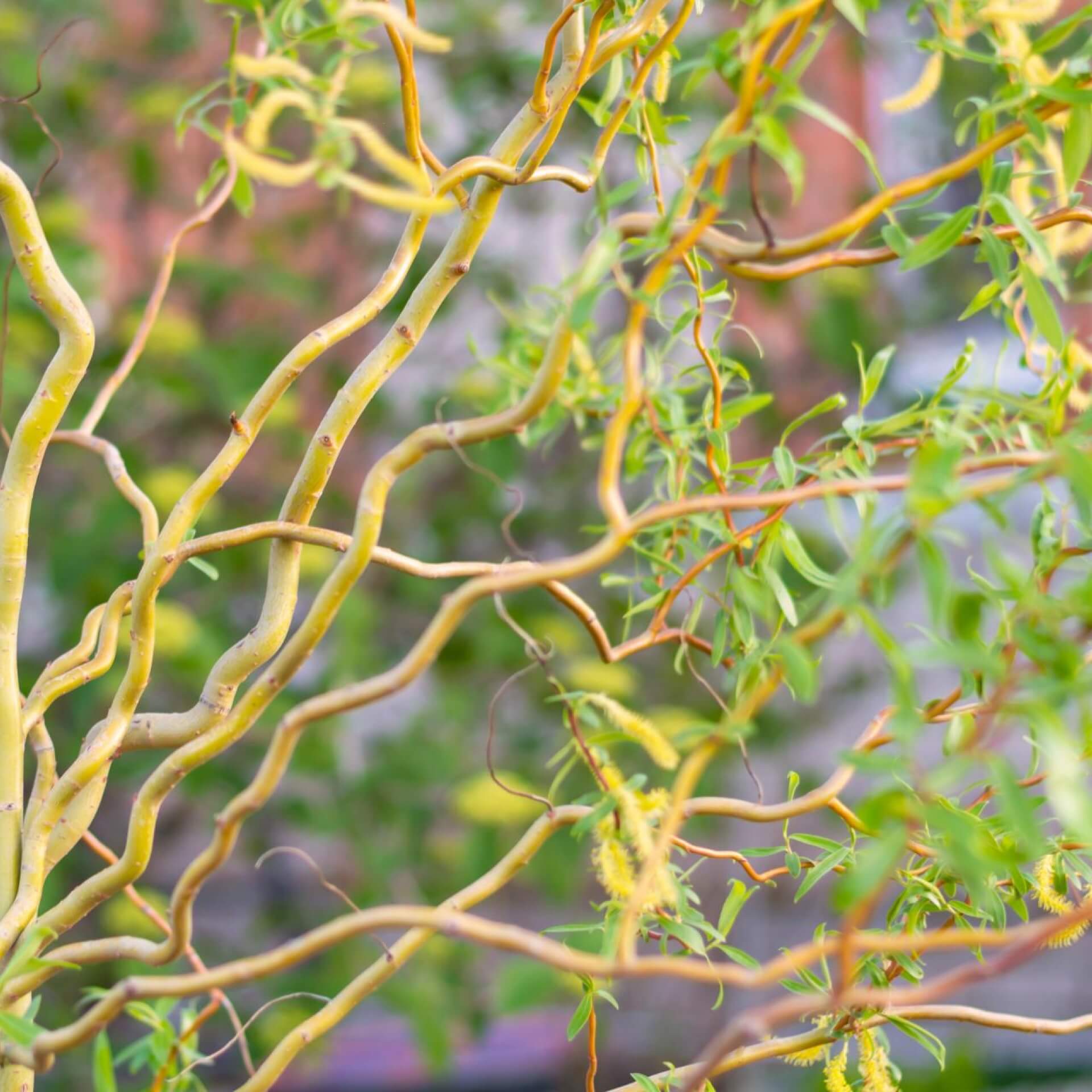 Lockenweide (Salix erythroflexuosa)