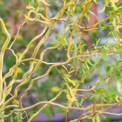 Foto von Lockenweide (Salix erythroflexuosa)