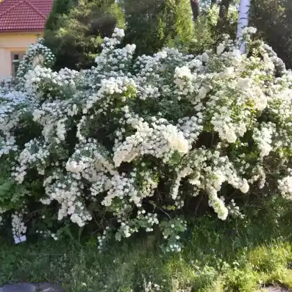 Foto von Nippon-Spierstrauch (Spiraea nipponica)