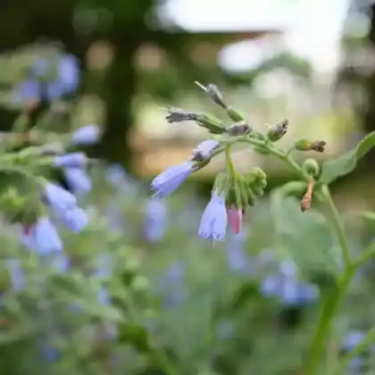 Foto von Blaublühender Beinwell (Symphytum azureum)
