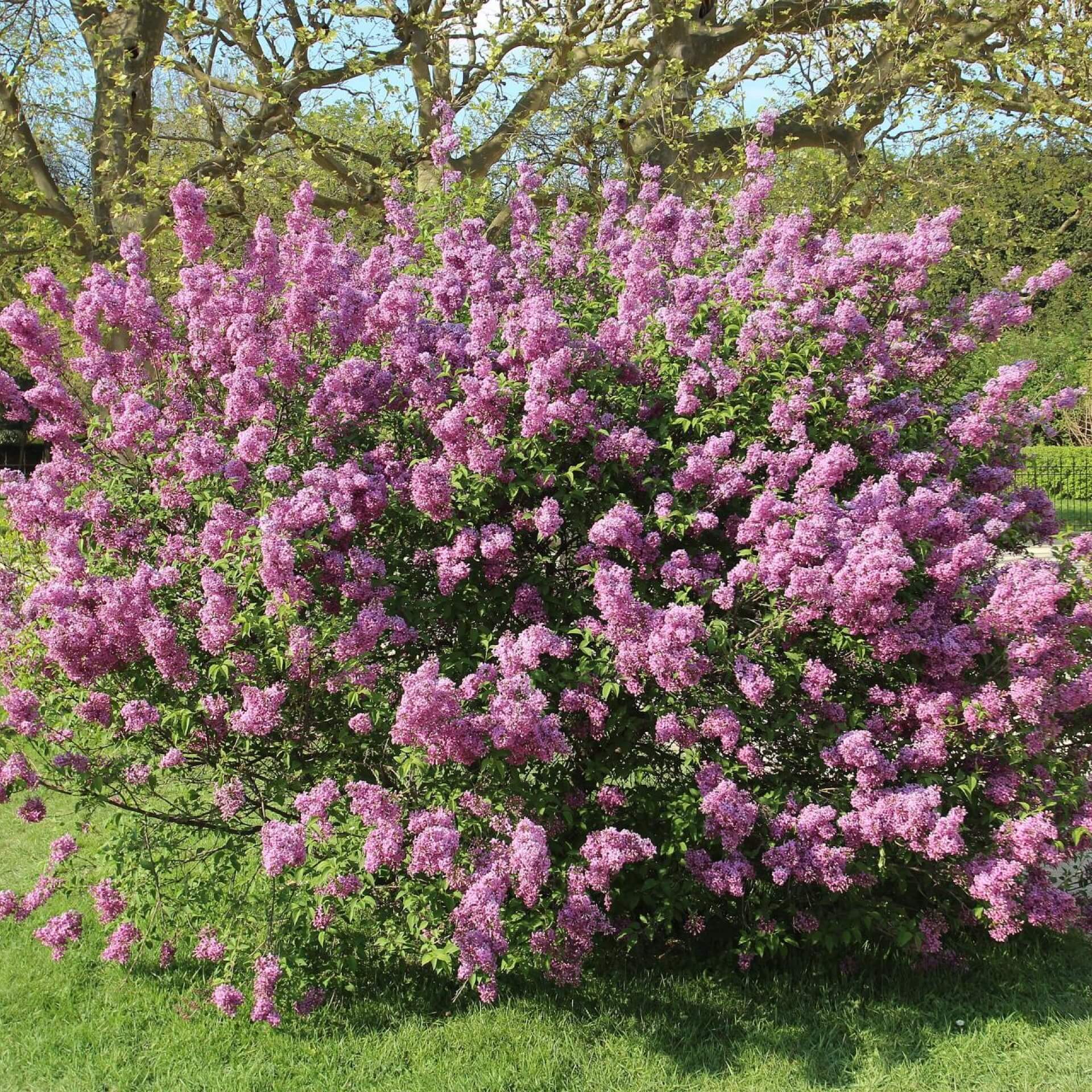 Königsflieder 'Saugeana' (Syringa x chinensis 'Saugeana')