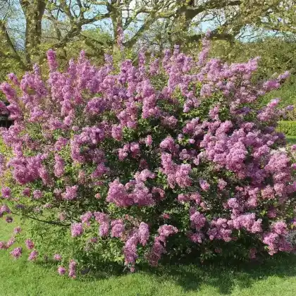 Foto von Königsflieder 'Saugeana' (Syringa x chinensis 'Saugeana')