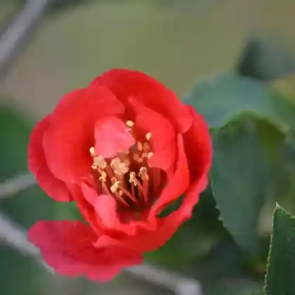 Foto von Zierquitte 'Fire Dance' (Chaenomeles 'Fire Dance')