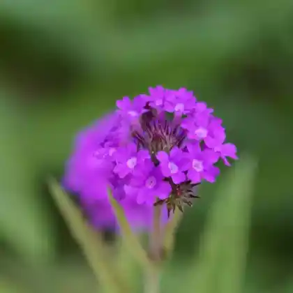 Foto von Steifes Eisenkraut (Verbena rigida)
