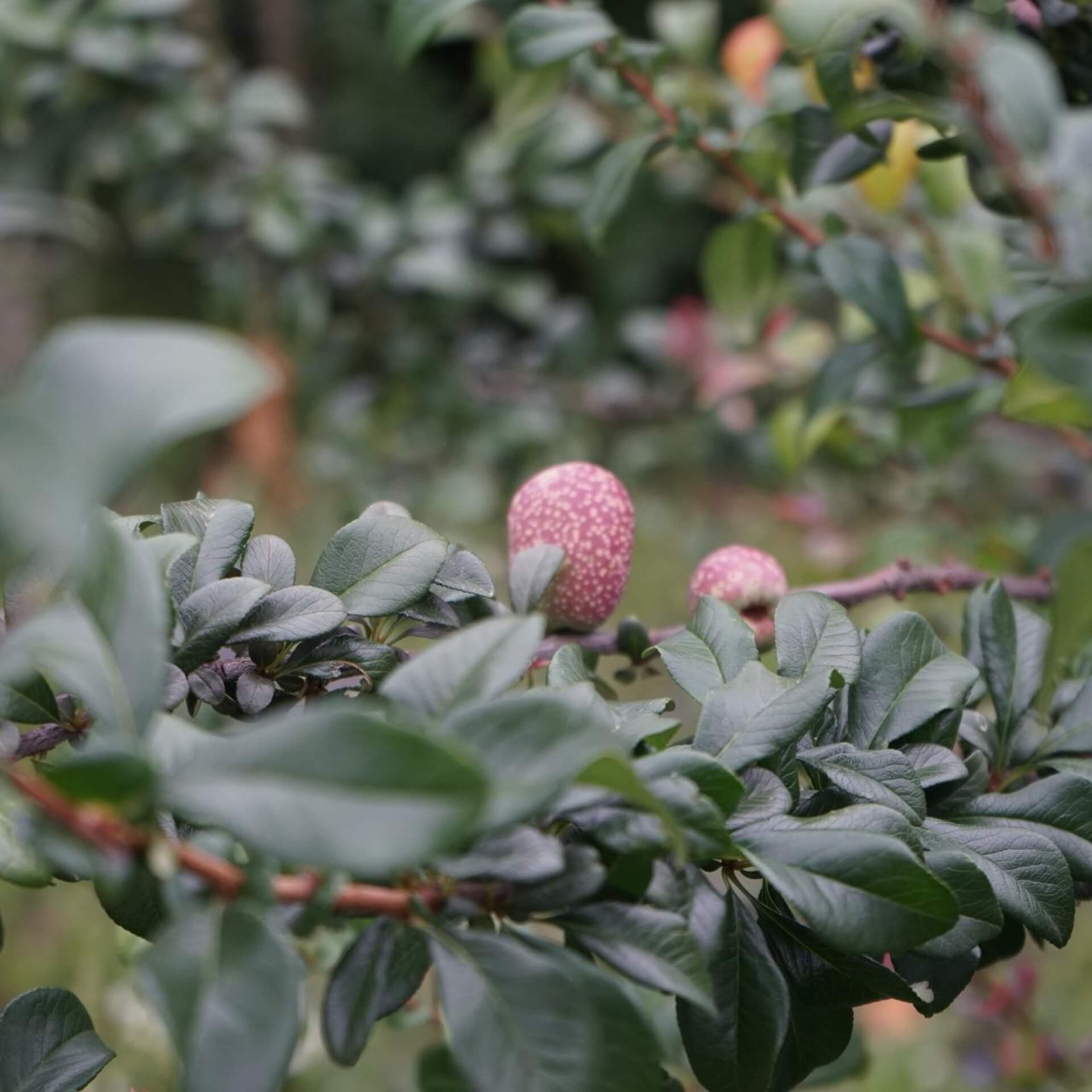 Zierquitte 'Friesdorfer Typ 205' (Chaenomeles 'Friesdorfer Typ 205')