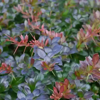 Foto von Berberitze 'Red Jewel' (Berberis media 'Red Jewel')